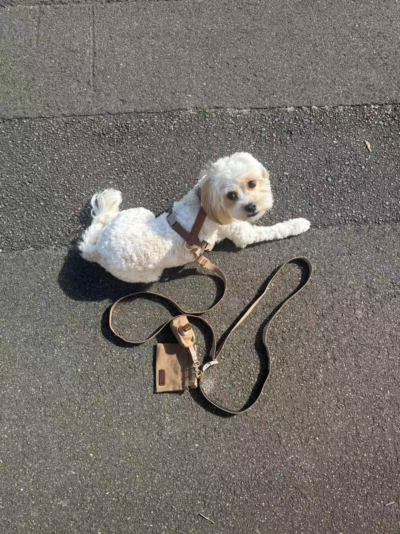 kuku brown puppy starter walk set